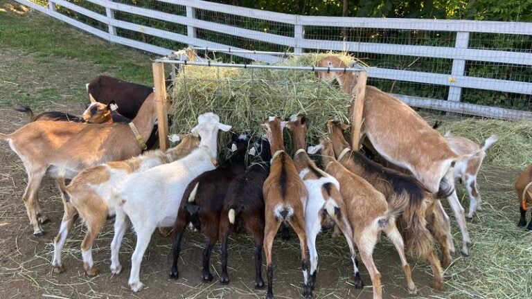 Over 100+ Mass. goats need homes, MSPCA says