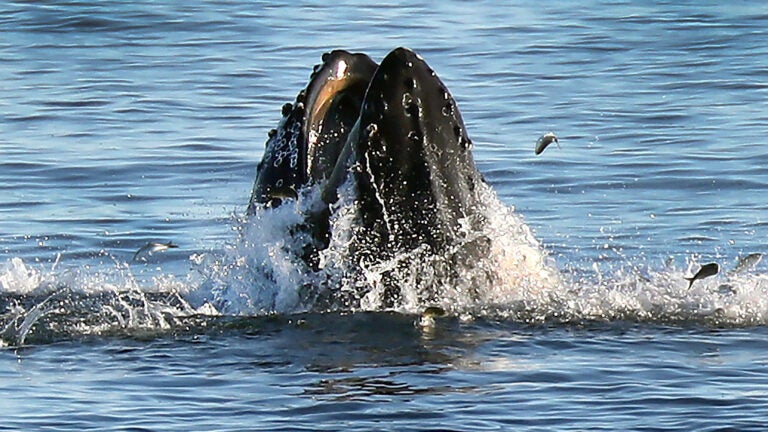 Paus bungkuk terlihat melanggar di Pelabuhan Boston