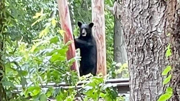 Dramatic Video: Black Bear Shot In Sevierville Home – Watch Now! - l9uarw6