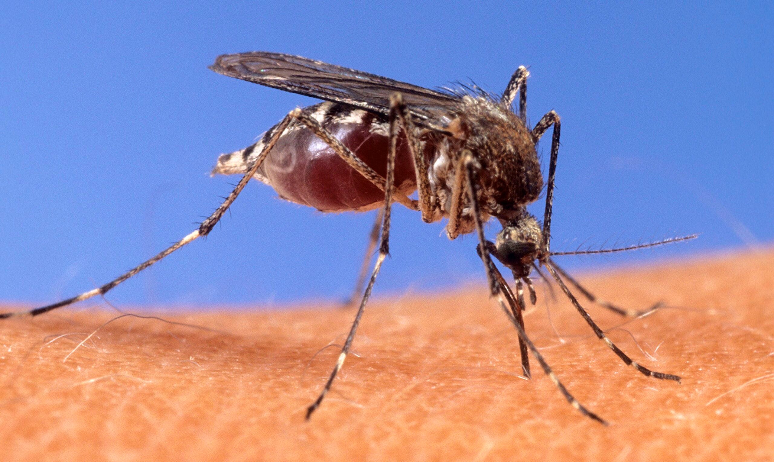 Sixth case of human West Nile virus confirmed in Massachusetts