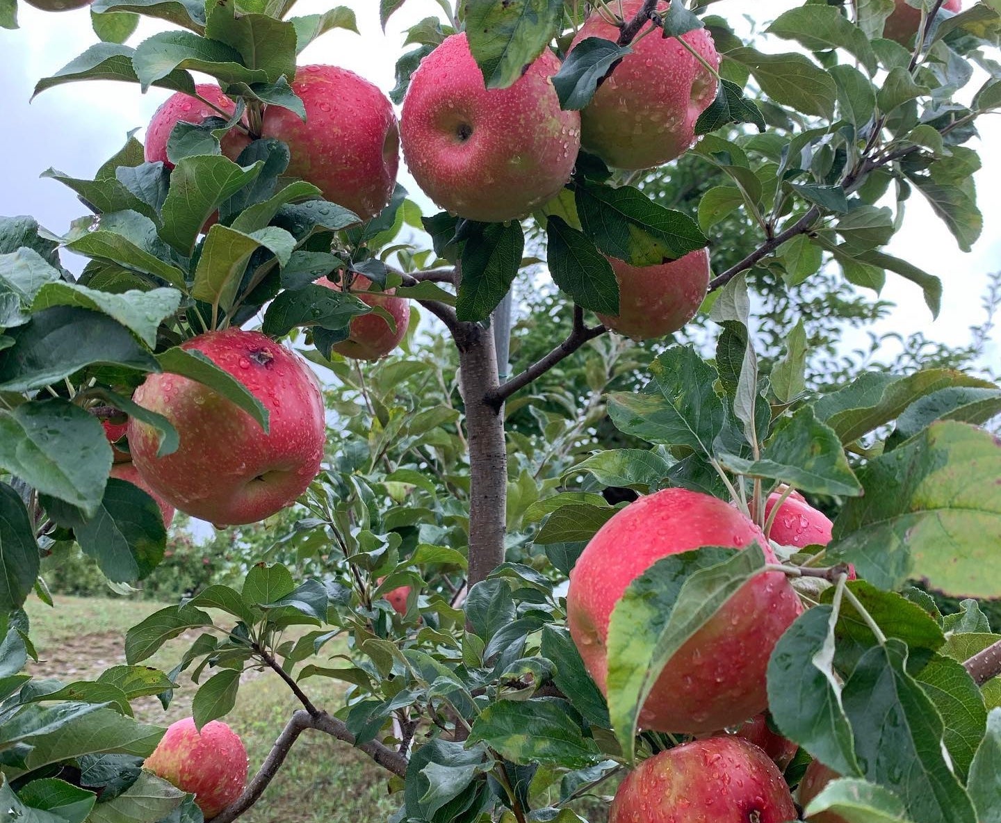 Where to go apple picking in Massachusetts The ultimate guide United