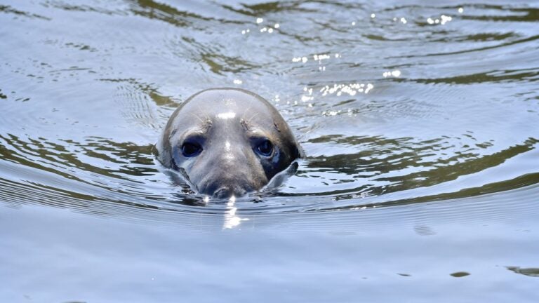 Crews try to rescue Shoebert, the seal from Shoe Pond in Beverly