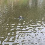 Beverly Animal Control