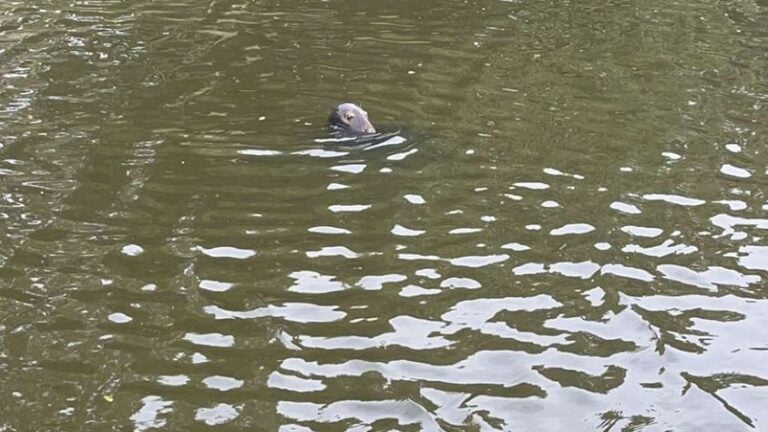 Beverly Animal Control