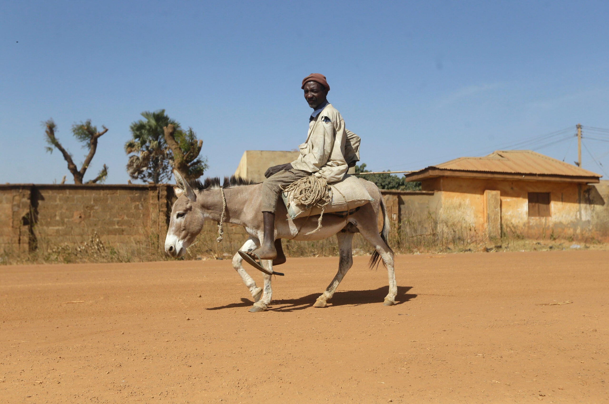 nigeria-seizes-donkey-penises-to-be-smuggled-to-hong-kong