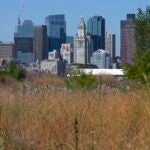 The grasses and wild flowers on the future site of Piers Park Phase II on the East Boston waterfront turn brown due to the drought