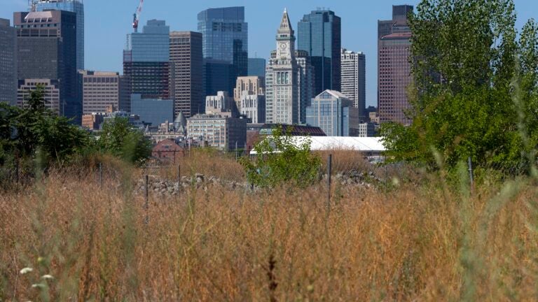 The grasses and wild flowers on the future site of Piers Park Phase II on the East Boston waterfront turn brown due to the drought