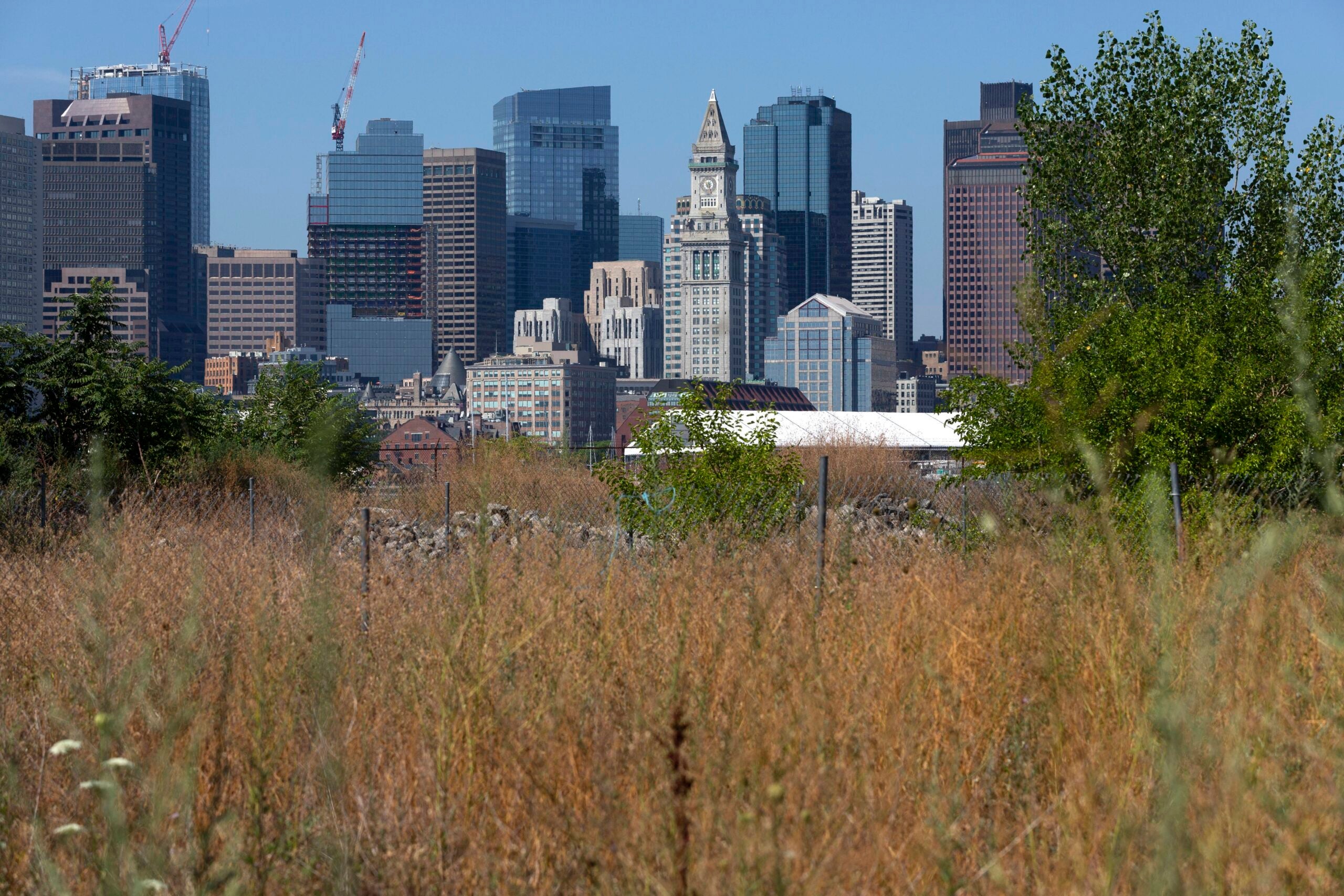The grasses and wild flowers on the future site of Piers Park Phase II on the East Boston waterfront turn brown due to the drought