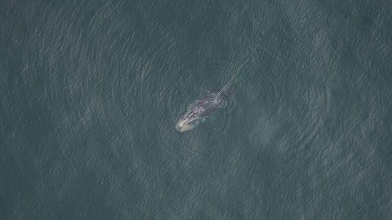 Repeatedly snarled in fishing gear, a scarred right whale fights