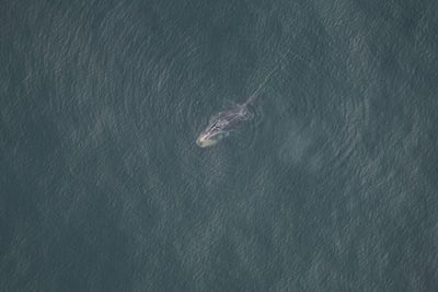 A minke whale washed ashore in Marshfield. It's the 22nd dead minke in ...