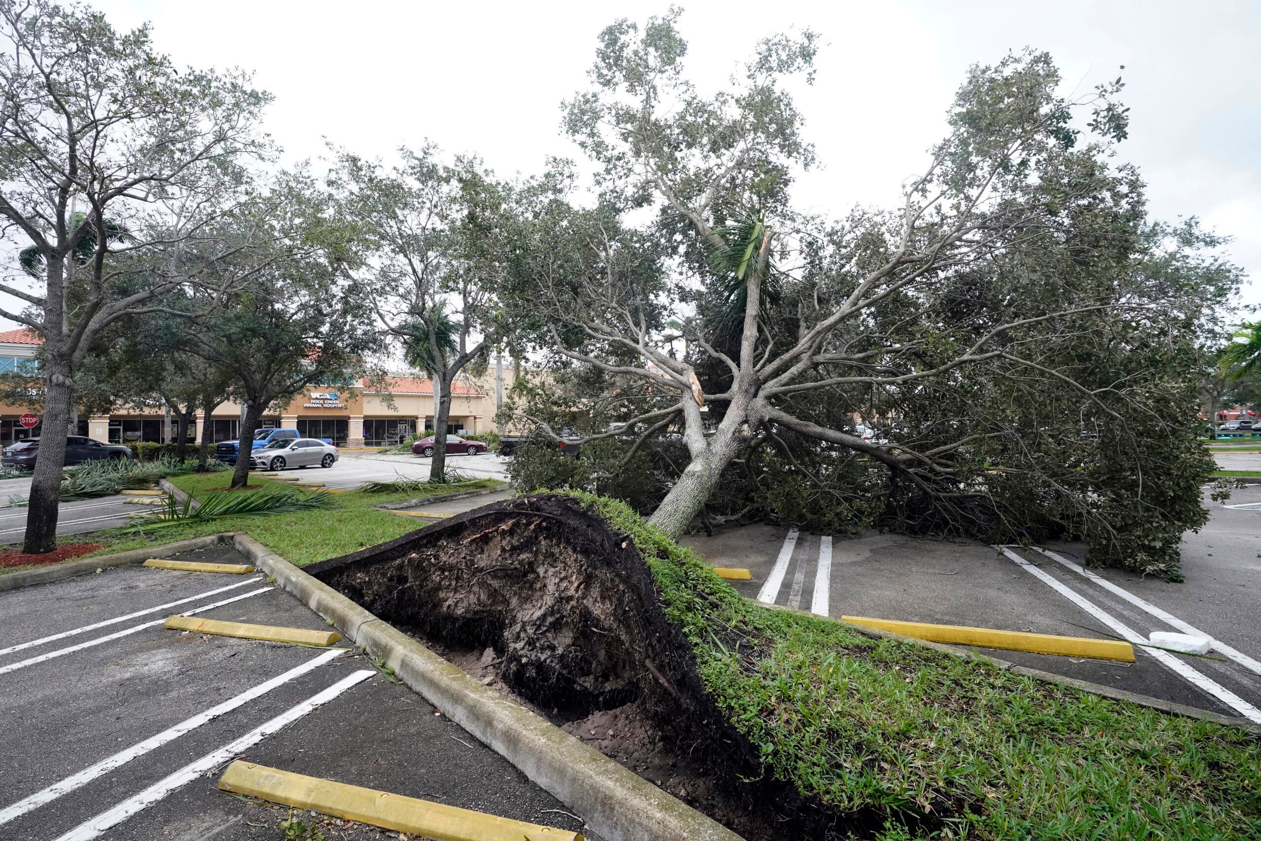 Uprooted tree from Hurricane Ian