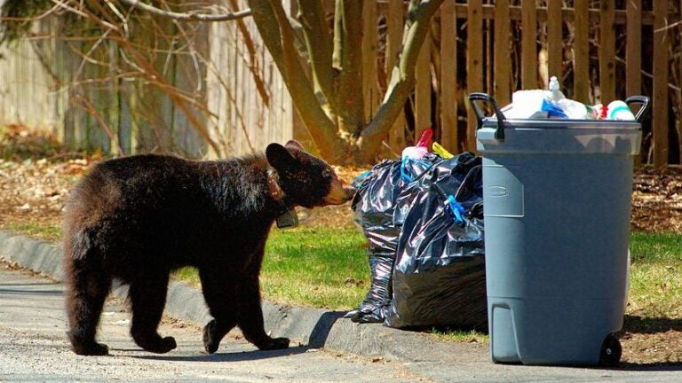 Populasi beruang hitam melonjak di Massachusetts