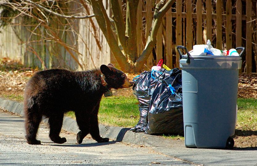 tbt I saw a bear in Massachusetts