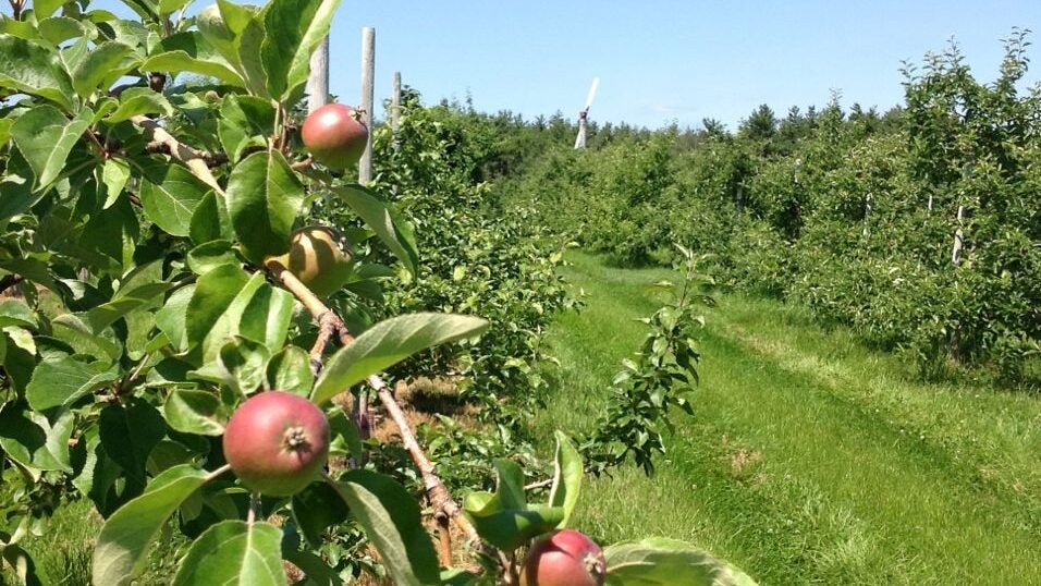 doe orchards