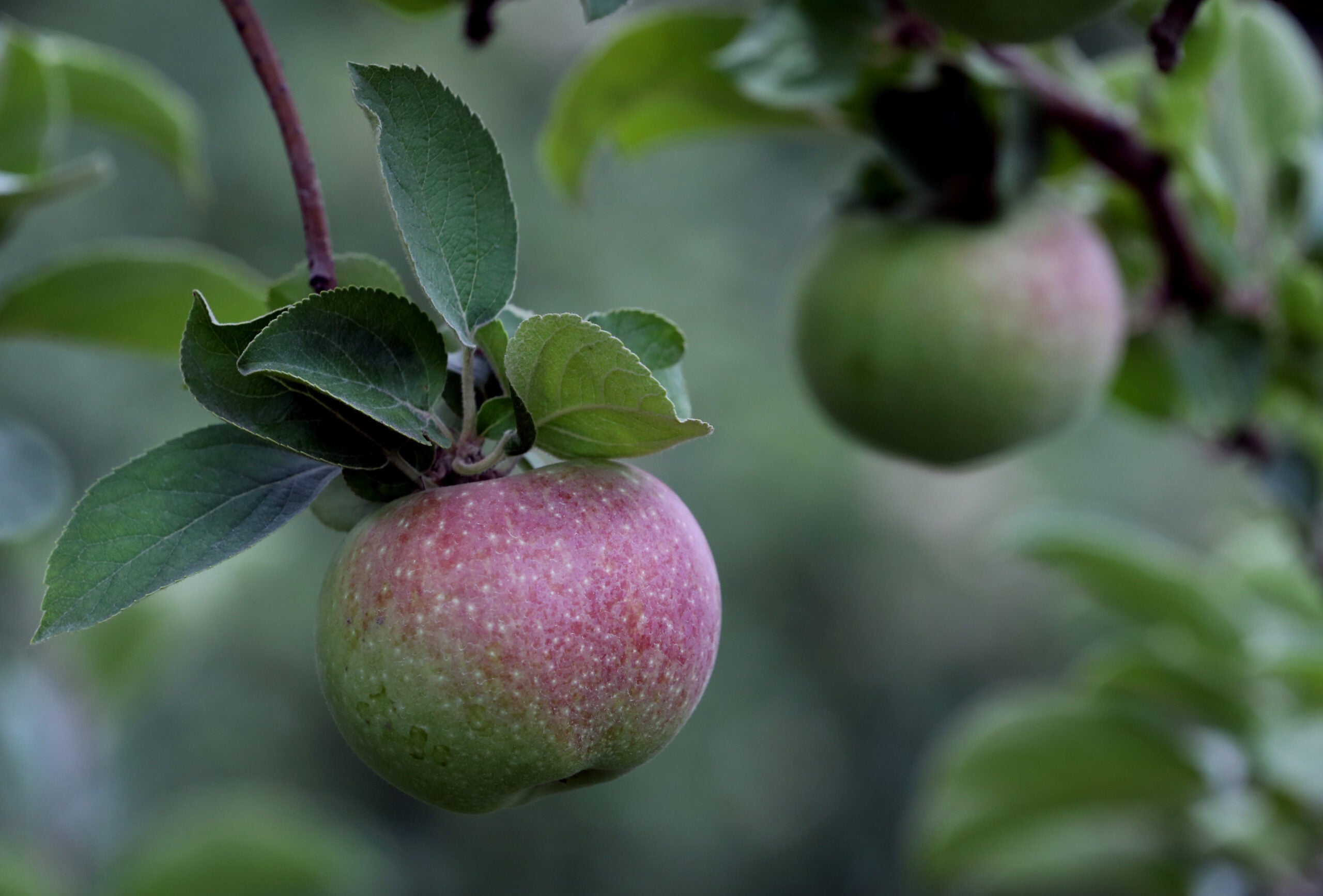 Mann Orchards in Methuen