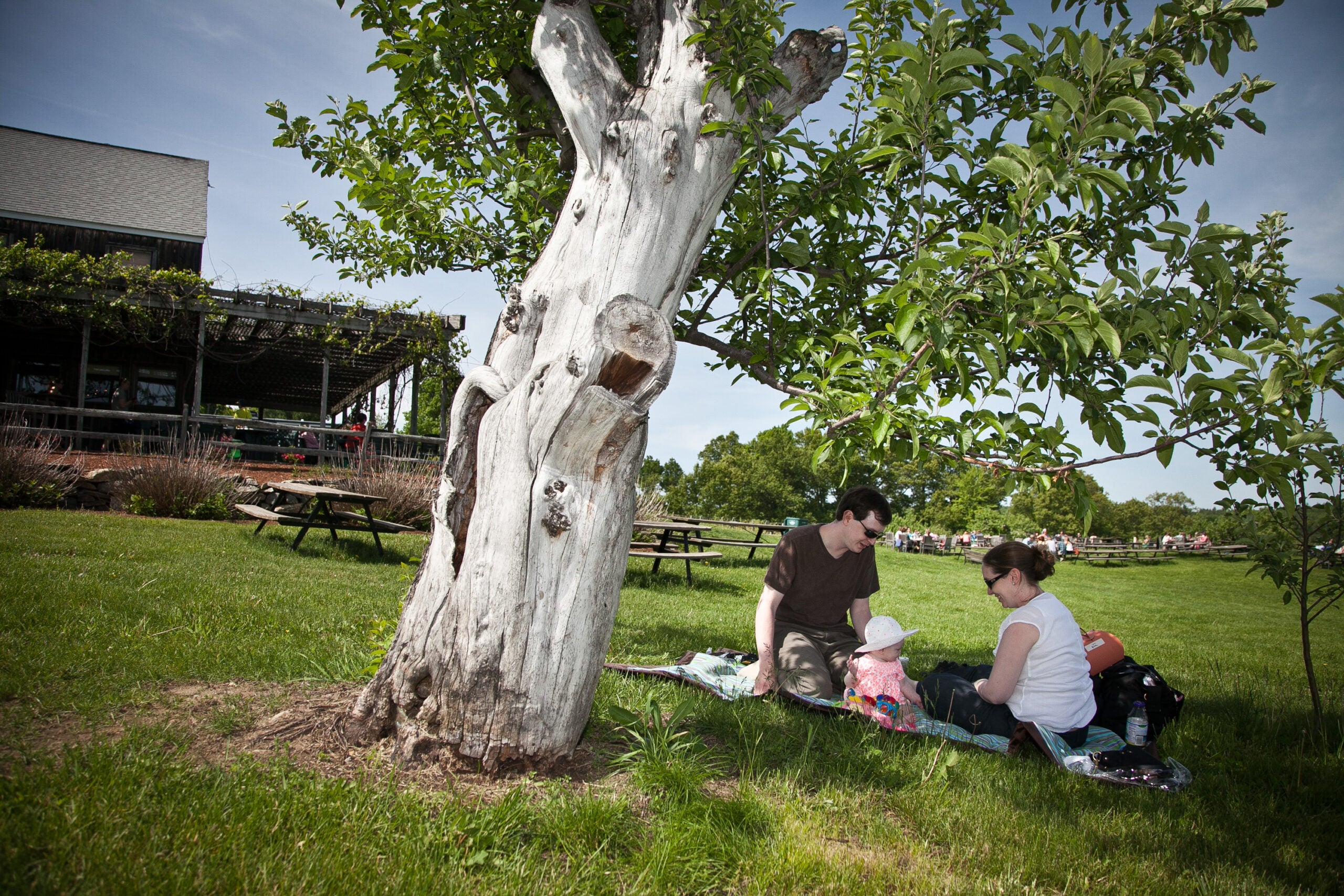 Nashoba Valley Winery in Bolton