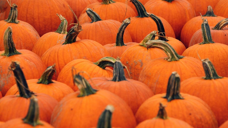 Pumpkins on display at a local pumpkin patch in 2021