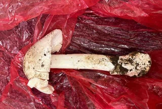 Doctors use experimental drug to save mother and son who accidentally ate 'death cap' mushroom - Vimarsana News
