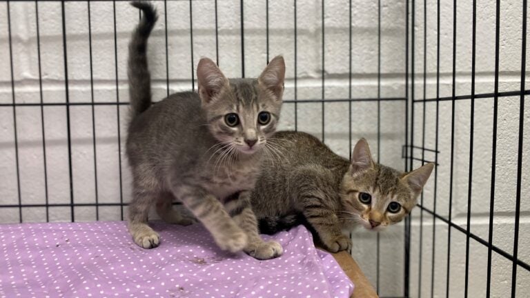 Hurricane Ian rescue cats ready for local adoption