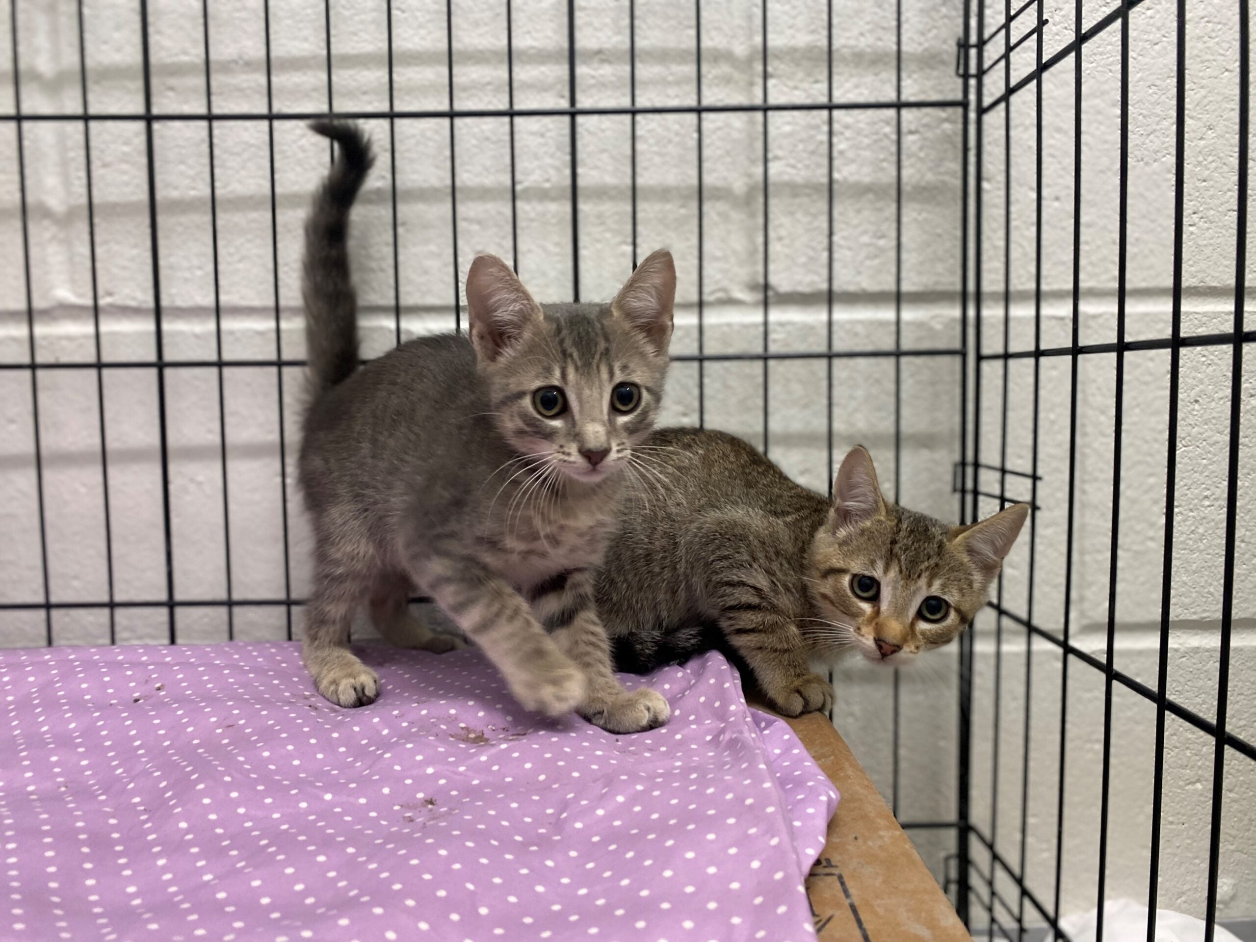 https://bdc2020.o0bc.com/wp-content/uploads/2022/10/Bo-and-Daisy-are-10-week-old-kittens-in-Boston-credit-MSPCA-Angell-63384cf645cd3-scaled.jpg