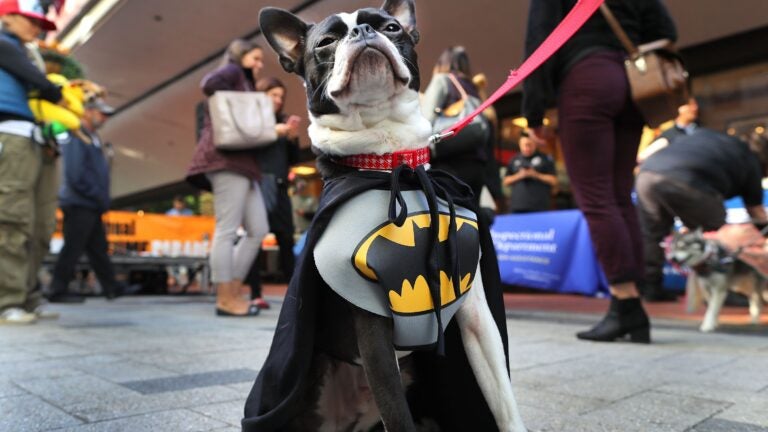 Here's where to watch a Halloween pet parade this month