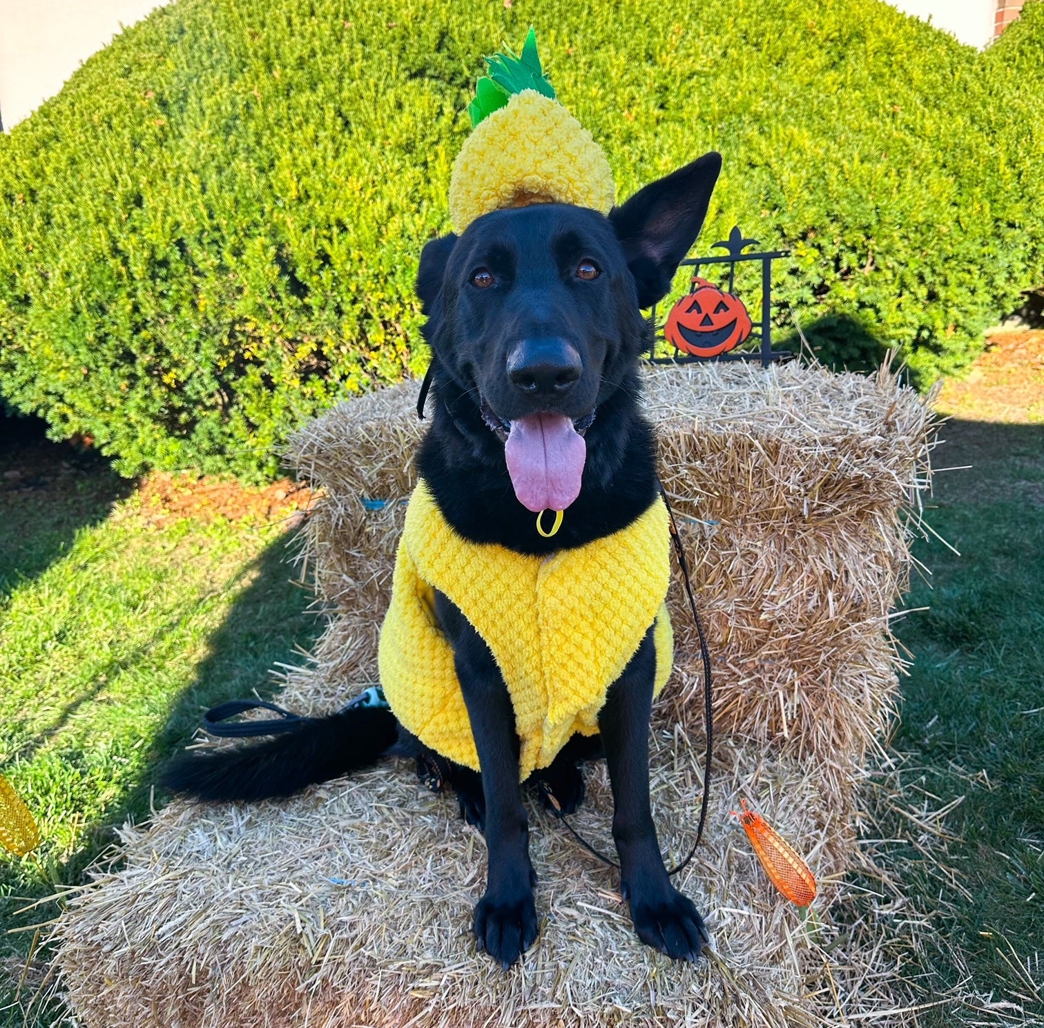 The Most Perfect Dog Halloween Costumes - CBS Chicago