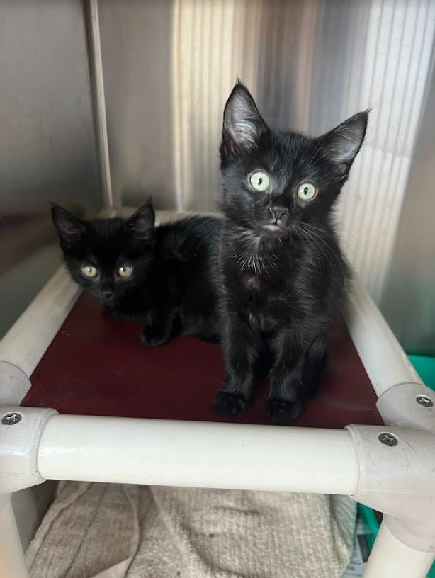 Hurricane Ian rescue cats ready for local adoption
