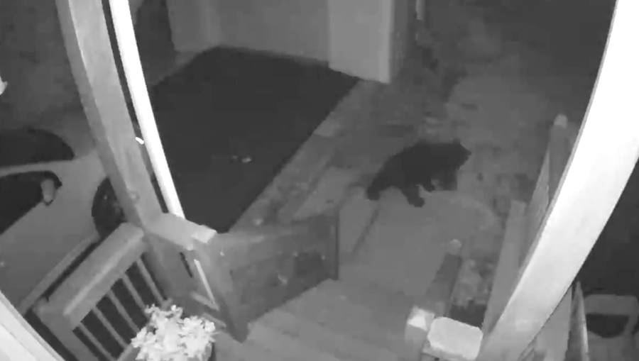 Dramatic Video: Black Bear Shot In Sevierville Home – Watch Now! - 1lt0bow