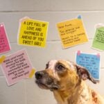 alt = Annie the dog with 6 different quotes taped to the wall behind her wishing her a healthy and happy recovery