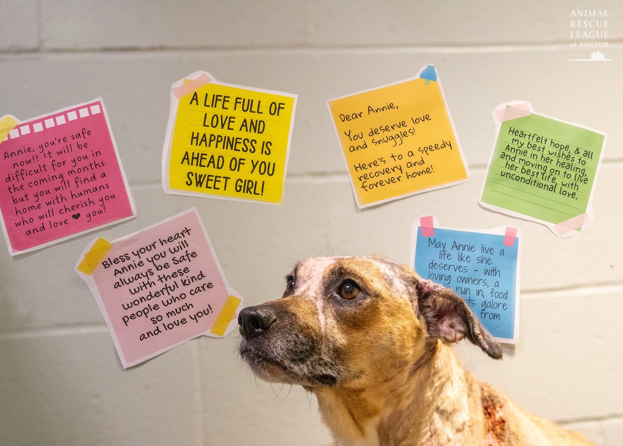 alt = Annie the dog with 6 different quotes taped to the wall behind her wishing her a healthy and happy recovery