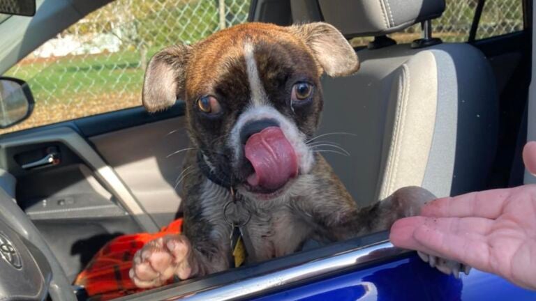 After a ruff 2 days, missing dog rescued from small island in Tewksbury pond - Vimarsana News