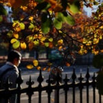 Boston, MA - 11/10/2022: Autumn leaves frame a man walking on Charles Street in Boston, MA on November 10, 2022. (Craig F. Walker/Globe Staff)