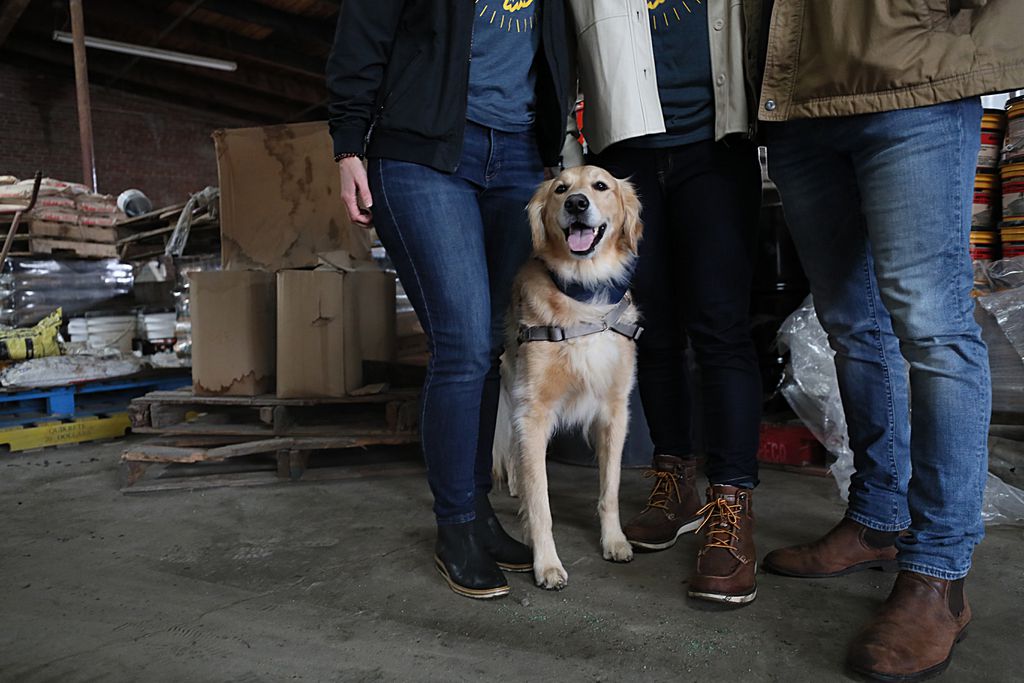 Bring your dog to the ballpark (no, really) - The Boston Globe