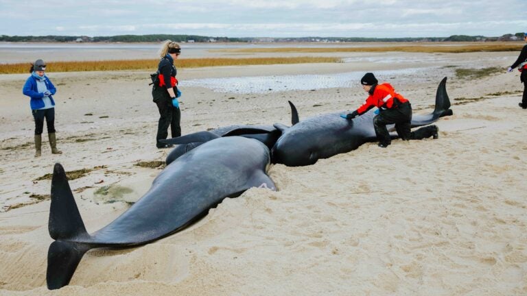 Four whales euthanized after stranding in Eastham