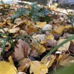 A garden with green plants surrounded by fallen leaves.