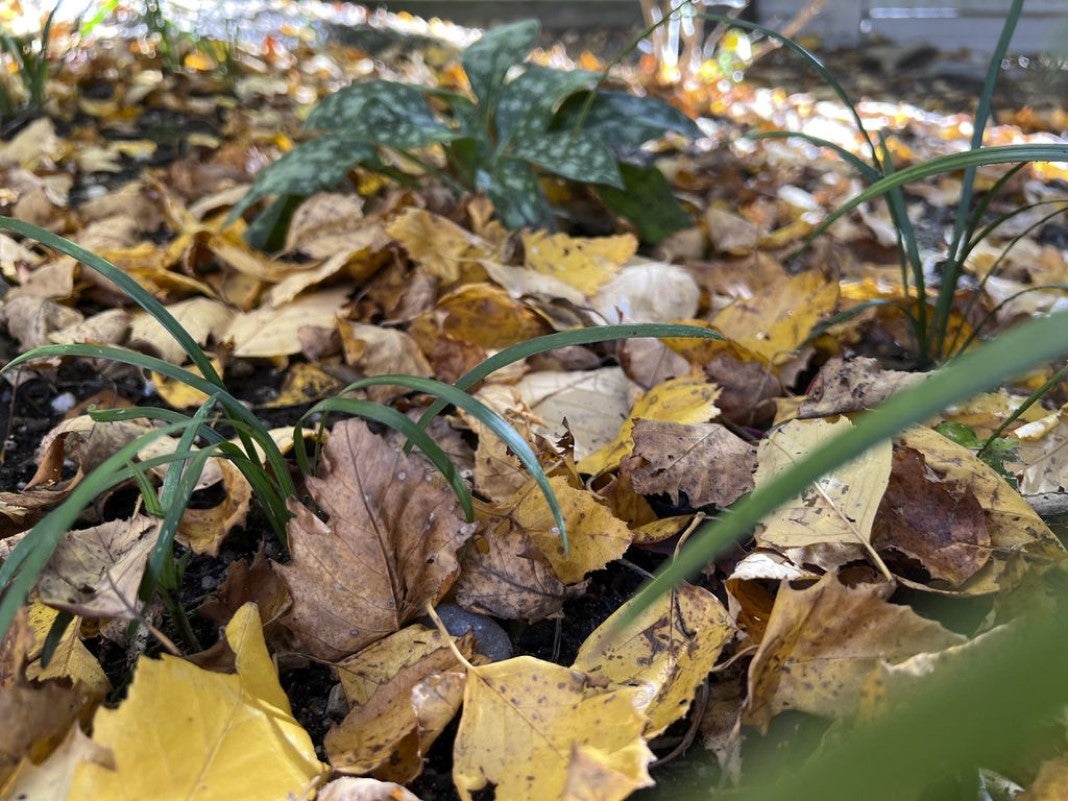 A garden with green plants surrounded by fallen leaves.