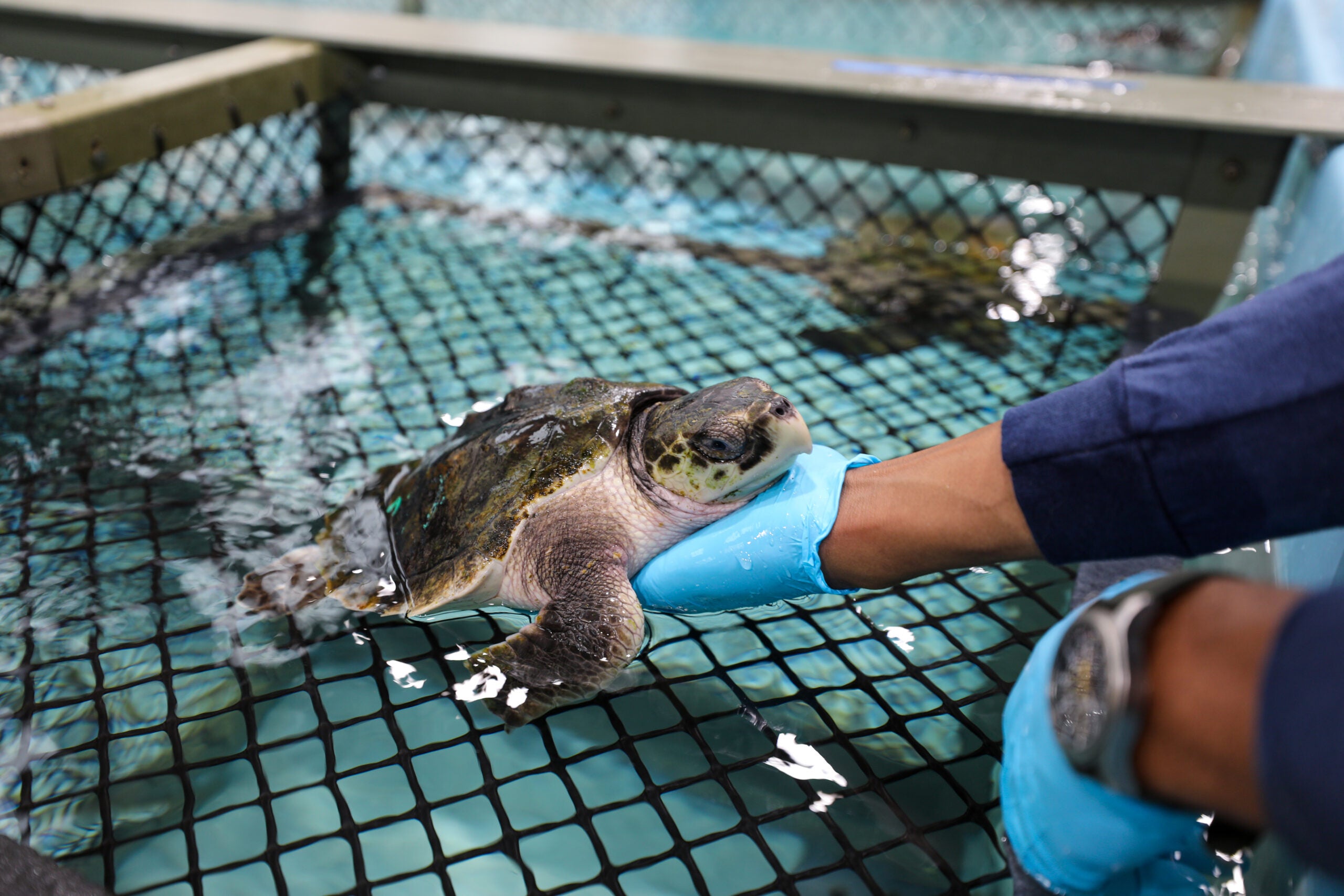 Over 150 sea turtles with hypothermia treated by New England Aquarium