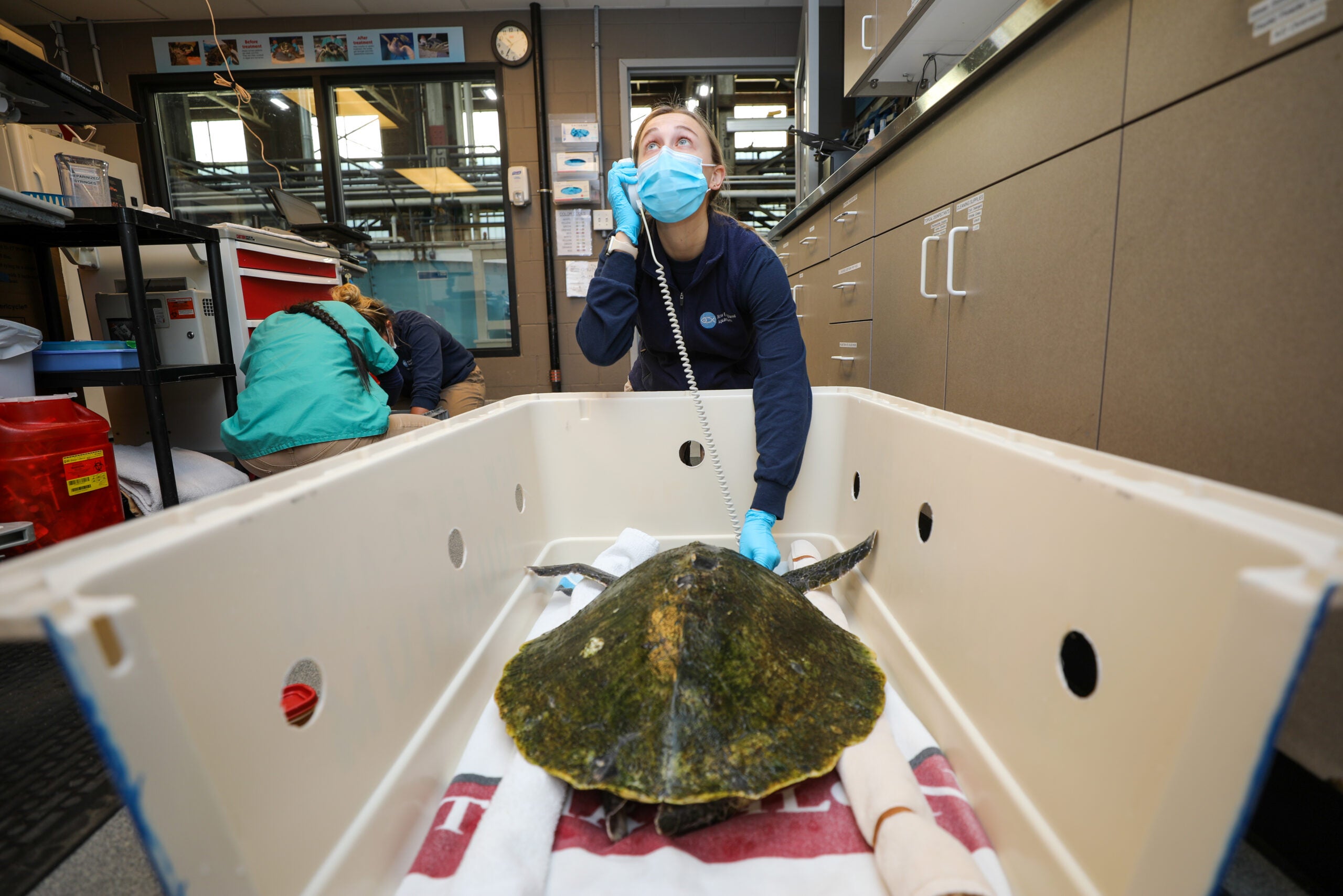 Over 150 sea turtles with hypothermia treated by New England Aquarium