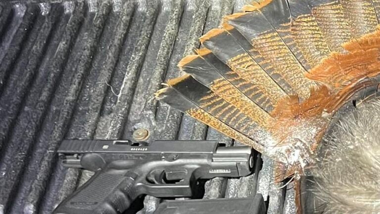 NH man charged after allegedly shooting turkey from his car window with 9mm handgun - Vimarsana News