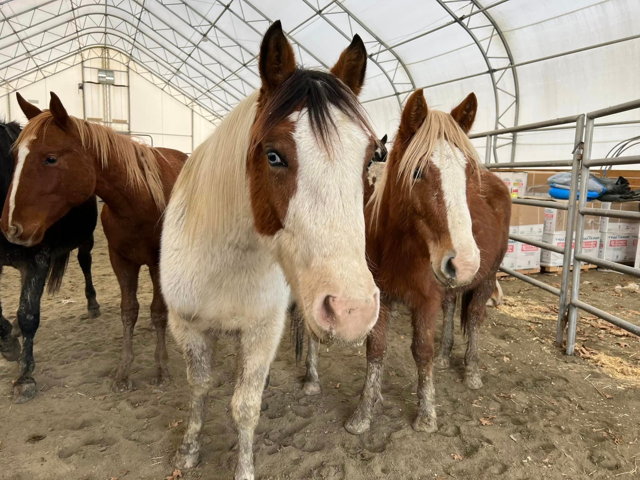 alt = three brown and white horses at Nevins Farm