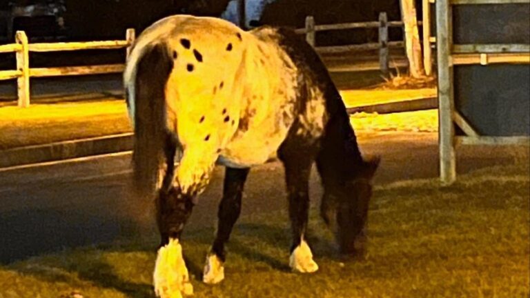Horse escapes from Nantucket farm and heads straight for the airport - Vimarsana News