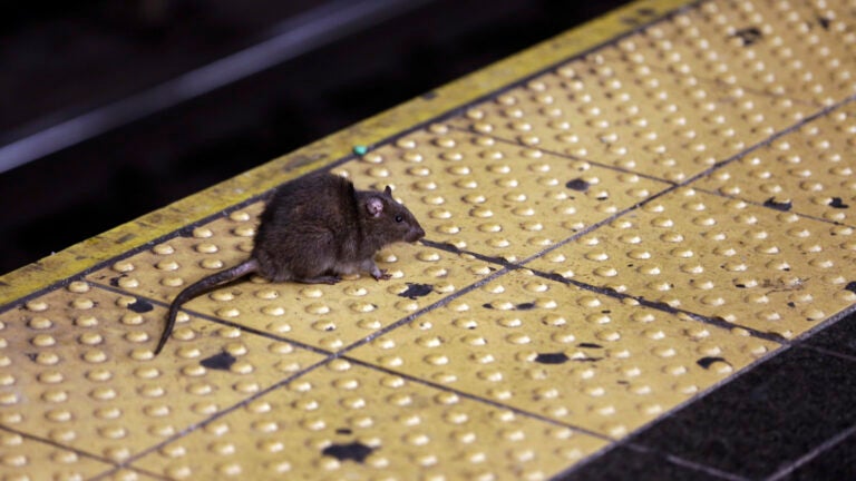 TIAA Bank Field concessions cited for dead rats, rodent droppings