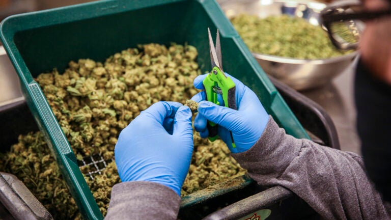 A CommCan employee trims flower while working in CommCan’s processing facility. In Massachusetts, the price of recreational cannabis products has dropped significantly in recent months.