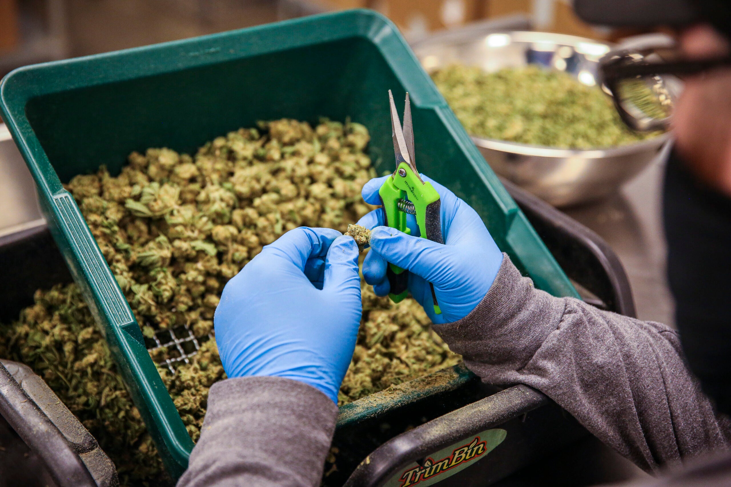 A CommCan employee trims flower while working in CommCan’s processing facility. In Massachusetts, the price of recreational cannabis products has dropped significantly in recent months.