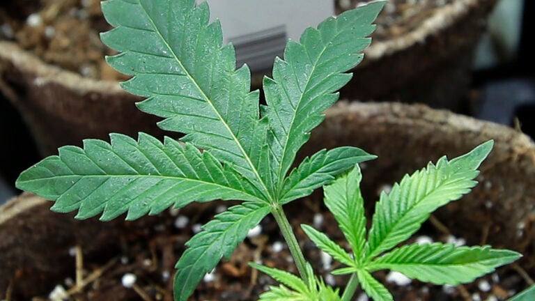 alt = marijuana plant shown in a pot of soil at Sira Naturals medical marijuana cultivation facility in Milford, Mass.