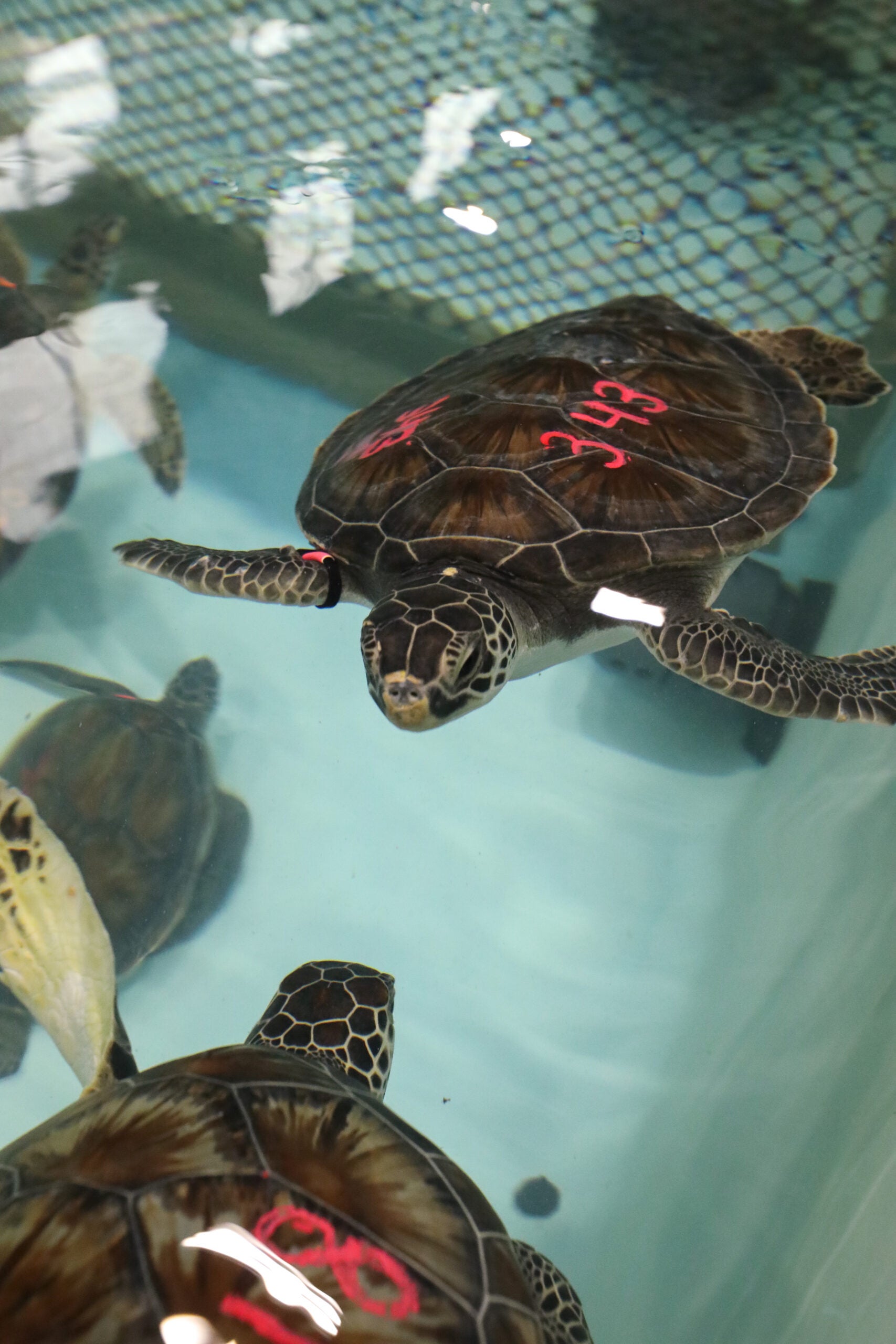 13 cold, stunned sea turtles from New England given holiday names