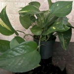 This Jan. 17, 2023, image provided by Jessica Damiano shows a vining pothos houseplant, which has toxic properties so should be kept away from children. (Jessica Damiano via AP) used to illustrate a story on indoor plants.