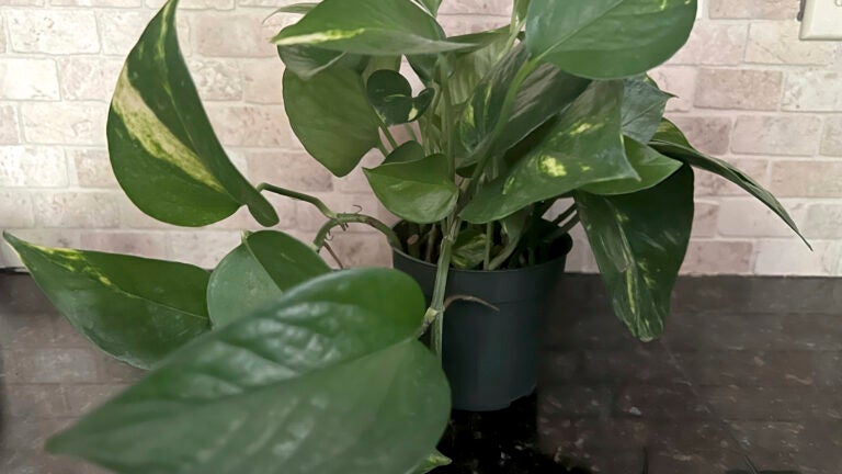 How Often Should I Use a Humidifier for My Plants: Expert Tips for Optimal Growth