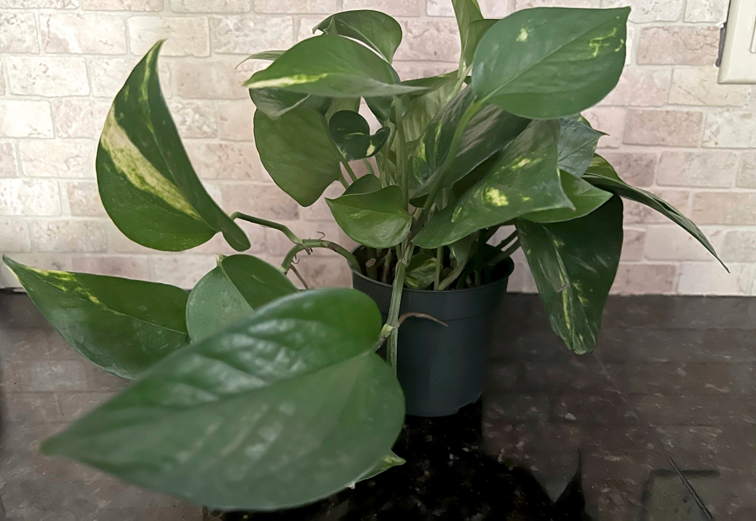 This Jan. 17, 2023, image provided by Jessica Damiano shows a vining pothos houseplant, which has toxic properties so should be kept away from children. (Jessica Damiano via AP)