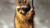 Springfield official opts to run over possibly rabid raccoon with SUV